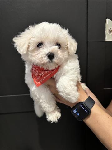 $250 : Teacup Maltese Available image 2