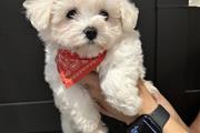 $250 : Teacup Maltese Available thumbnail