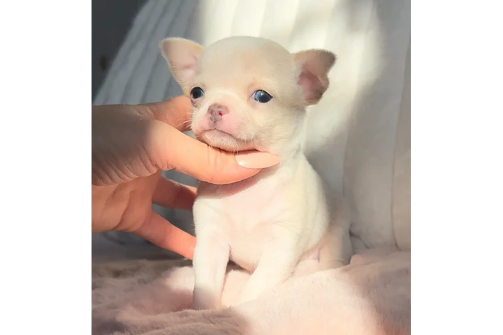 $250 : Chihuahua puppies tea cup image 4