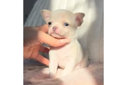 $250 : Chihuahua puppies tea cup thumbnail