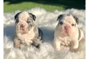 $400 : Cute English Bulldog Puppies thumbnail