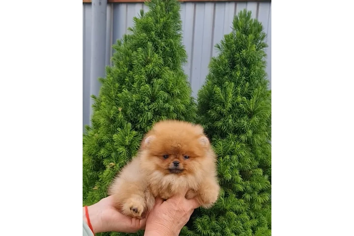 $480 : French bulldog and Pomeranian image 1