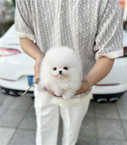 $300 : Pomeranian puppy for sale image 1