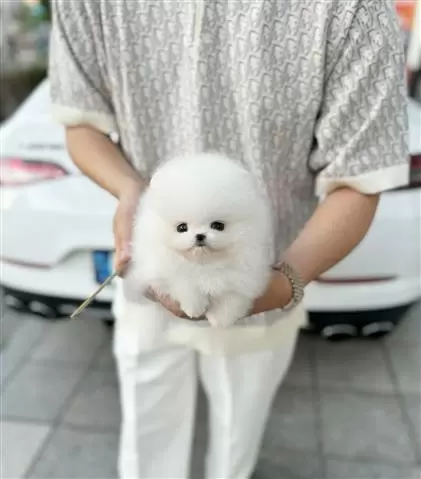 $250 : Pomeranian puppy for sale image 1