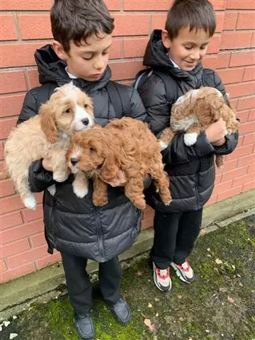 Family Cavapoos Puppies image 3