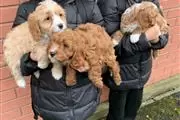 Family Cavapoos Puppies thumbnail