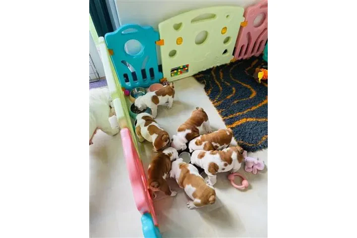 $550 : cachorros de bulldog inglés image 1