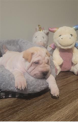 $750 : Shar-pei puppies / sharpei image 4