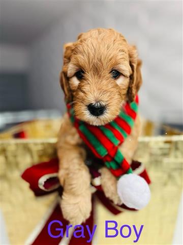 $2300 : Mini Goldendoodle Puppies image 3