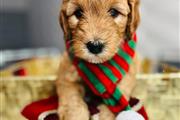 $2300 : Mini Goldendoodle Puppies thumbnail