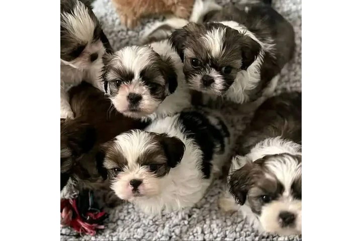 $350 : Cachorros Shih Tzu taza de té image 1