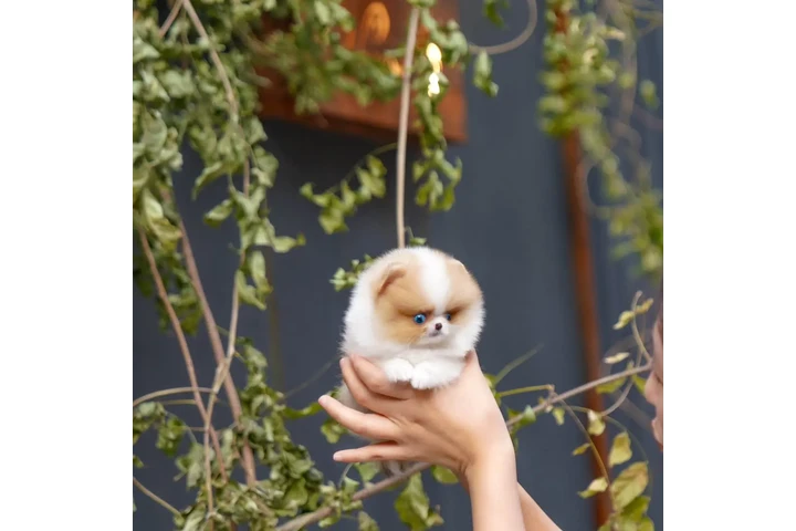 $350 : Cachorro de Pomerania image 2