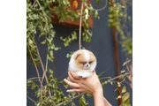$350 : Cachorro de Pomerania thumbnail