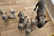 French bulldogs Availble en Tampa