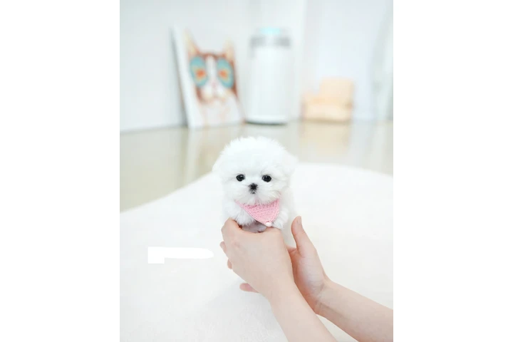 $110 : Mini puppy image 1