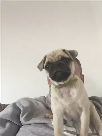 $650 : PUG PUPPIES FOR REHOMING image 1