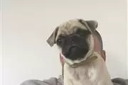 PUG PUPPIES FOR REHOMING en Buffalo