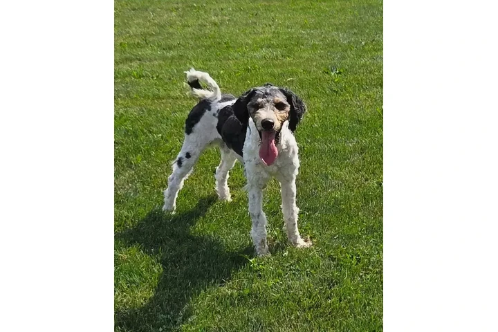 $2500 : Multigen medium Bernedoodles image 3