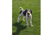 $2500 : Multigen medium Bernedoodles thumbnail