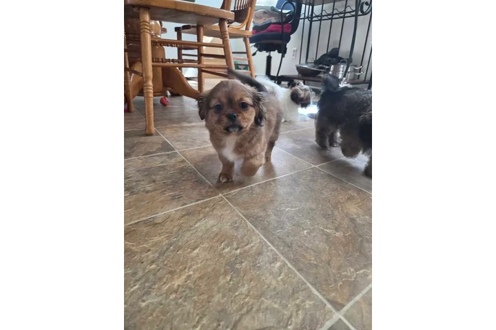 $1700 : Cava-tzu puppies 3 puppies lef image 2