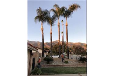 Poda de árboles en San Bernardino