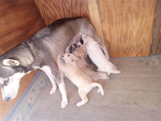 FREE PUPPIES image 4