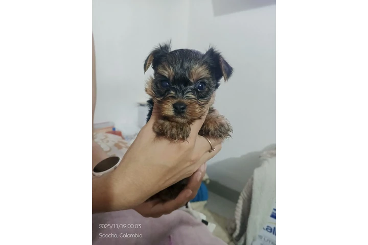 $2000000 : Ganga Yorkshire 100 % puros image 2