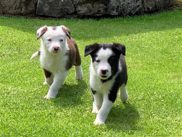 $500 : happy Border Collie puppies image 1
