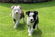 happy Border Collie puppies