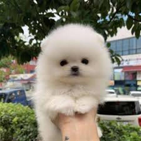$500 : Teacup Pomeranian Puppies image 1