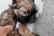 $350 : Shihtzu/Yorkie thumbnail