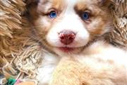 $600 : Australia shepherd puppies thumbnail