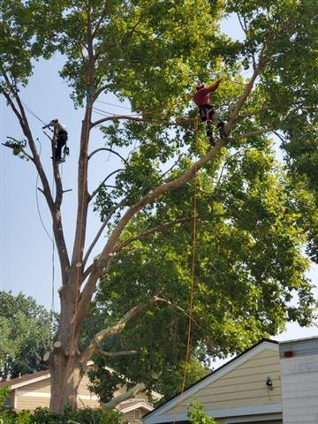 Medrano Tree Service image 3