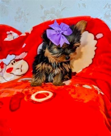 Cachorro Yorkie macho image 1