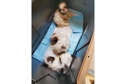 $900 : Shih-tzu thumbnail