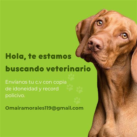 Se necesita Veterinario image 1