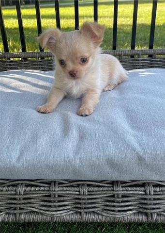 $500 : Lovely Chihuahua puppy for sal image 1