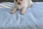 $500 : Lovely Chihuahua puppy for sal thumbnail
