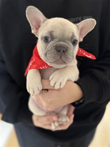 $500 : Two French bulldog Available image 3