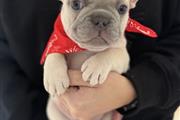 $500 : Two French bulldog Available thumbnail