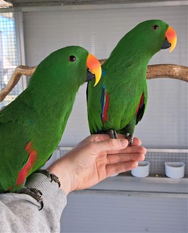 $400 : Macaws parrots  🐦 image 3