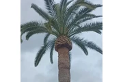 Adelfo Tree Service thumbnail 2