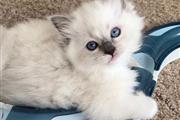 stunning Ragdol kittens thumbnail