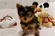 Adorables cachorros yorkie taz en Birmingham