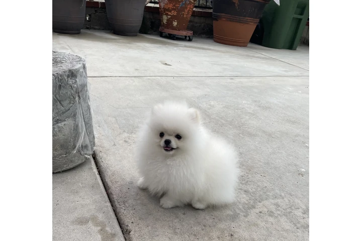 Pomeranian male image 2