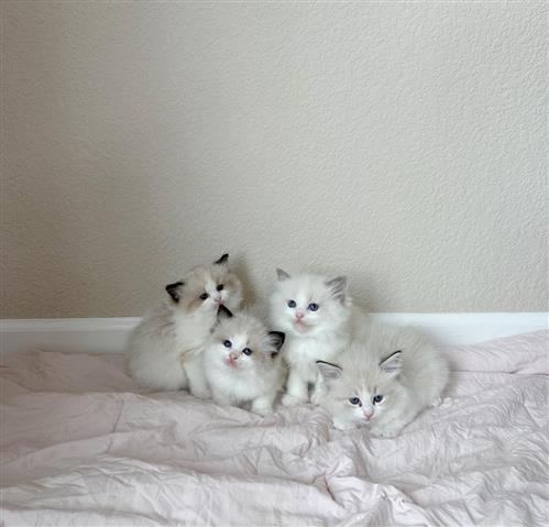 $250 : Ragdolls  kittens Ready image 2