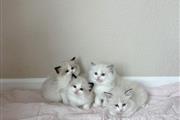 $250 : Ragdolls  kittens Ready thumbnail