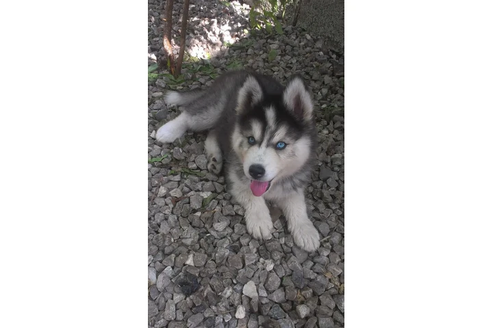 $210 : Siberian Manual Puppies image 3