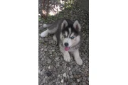 $210 : Siberian Manual Puppies thumbnail