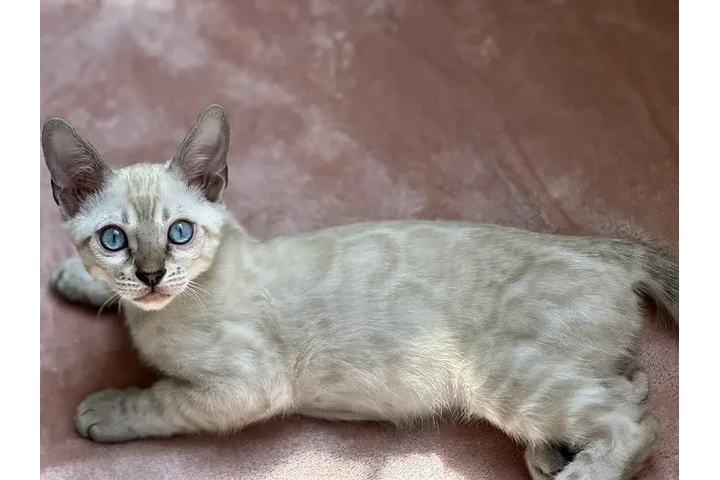 $3000000 : Un Gato Bengali Lindos Raza image 2